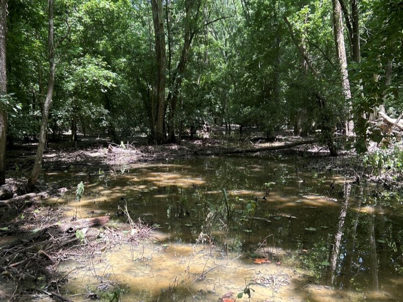 forested wetland